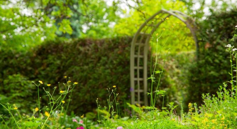 Ezért nem jó a rövid fű: teljes félreértés az angol pázsit