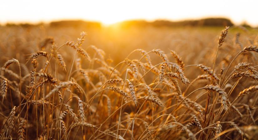 Veszélyben az ország élelmiszerellátása? Váratlan megállapodás született