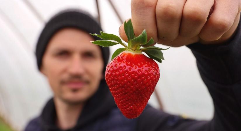 Nem mindegy, mit veszel: ezt tudja a magyar eper, amit az import nem