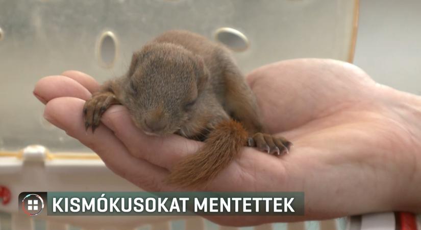 Vérző orrú, fészekből kipottyant kismókust mentettek