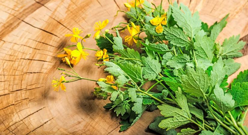 Nem csak szemölcsre jó – íme a vérehulló fecskefű gyógyhatásai