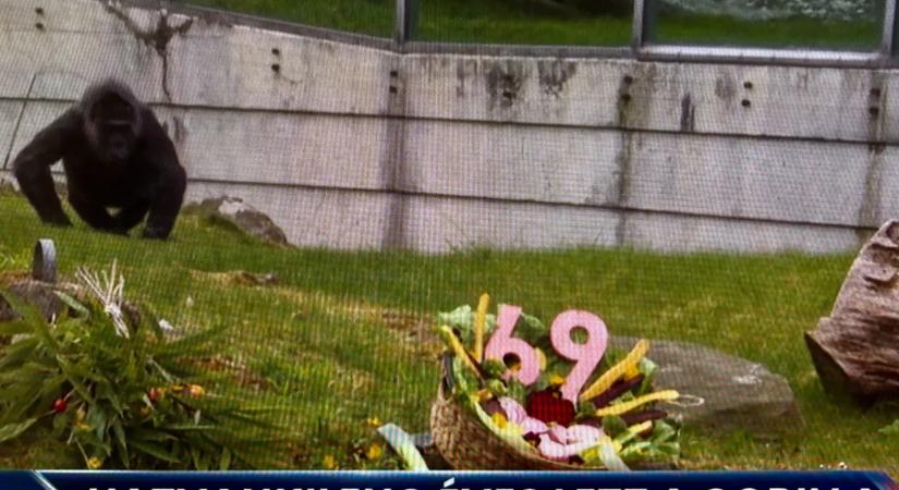 A másnap után: Pamacs kutya füle és a vén gorilla között már bevillant Magyar Péter is a TV2 Tényekben