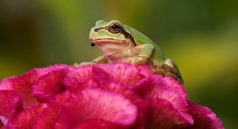 Daganatpusztító csodafegyvert találtak a tudósok