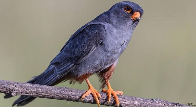 Épségben hazatért Afrikából az első kék vércse