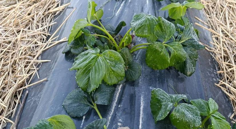 Körkép mínuszok után - A szamóca jelentősen, a szőlő kevésbé károsodott