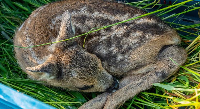 Ezzel a módszerrel évente 3000-3500 gida menekül meg a biztos pusztulástól