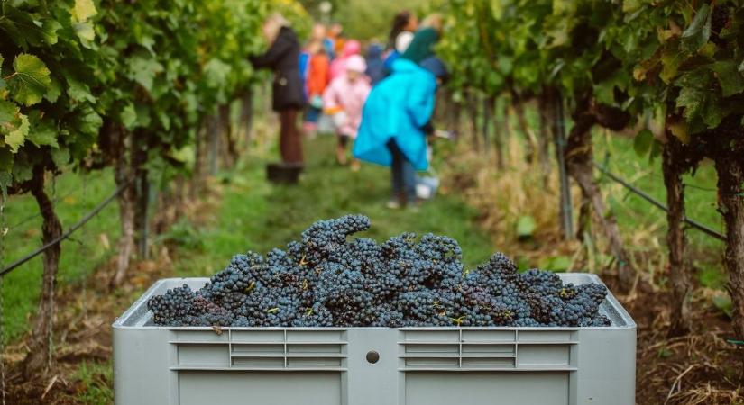 Végleg megváltozik az egri borászat? Megdöbbentő, amit jósolnak, ez most mindent átírhat