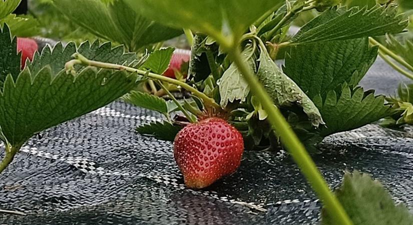 Eper, aranyáron? Most még az import uralkodik, de hamarosan itt a hazai