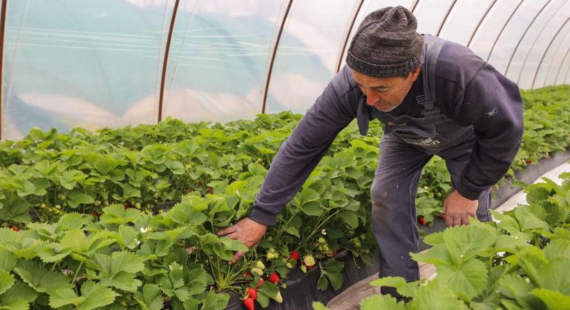 Megérkezett az első csongrád-csanádi eper - Ezt olvasták a vármegyében kedden