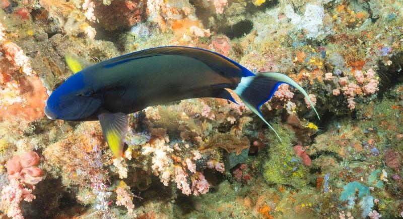 Jön a nyár – veszélyes halak tűntek fel az Adrián