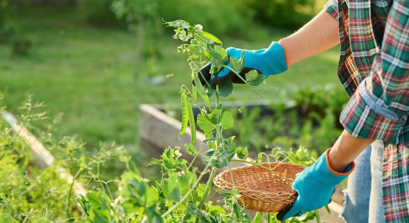Tudtad? Ettől lesz elképesztően édes és bőséges a zöldborsó!