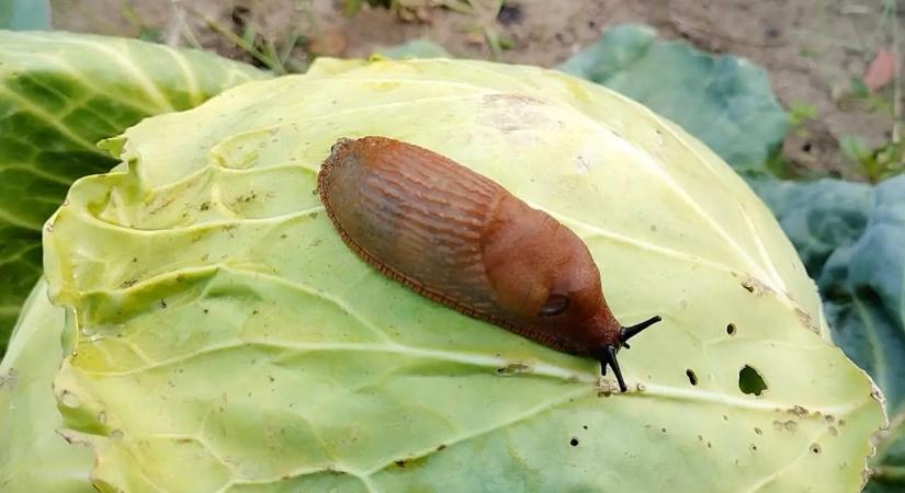 A magyarok többsége ezt rontja el: ezért lepik el a csigák a kertet minden tavasszal
