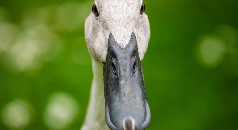 Nébih: megszűntek a madárinfluenza miatti korlátozások Magyarországon