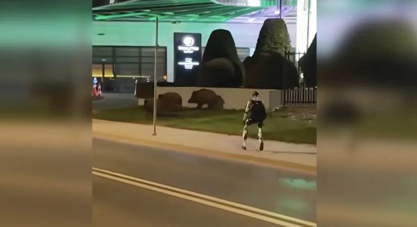 Azt ismerik, hogy a lengyel robot elkezdi kergetni a vaddisznókat?