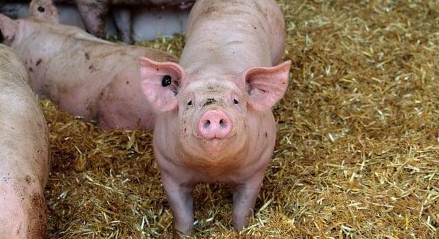 AM: újabb jelentős segítség érkezik a gazdasági nehézségekkel küzdő hízósertés ágazatnak