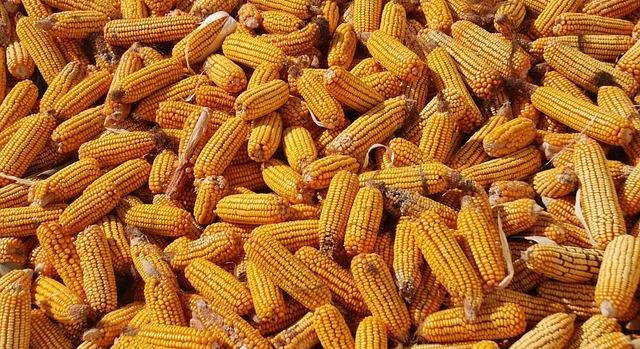 Itthon csökkent, a világpiacon vegyesen alakult a takarmánykukorica ára