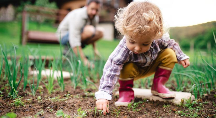 3 növény, amit ne ültess ugyanoda minden évben