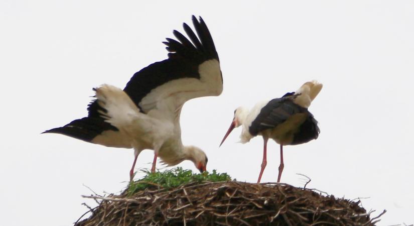 Felhős idő, elszórtan némi csapadékkal