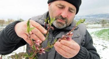 Tarolt a fagy: oda lehet az idei gyümölcstermés