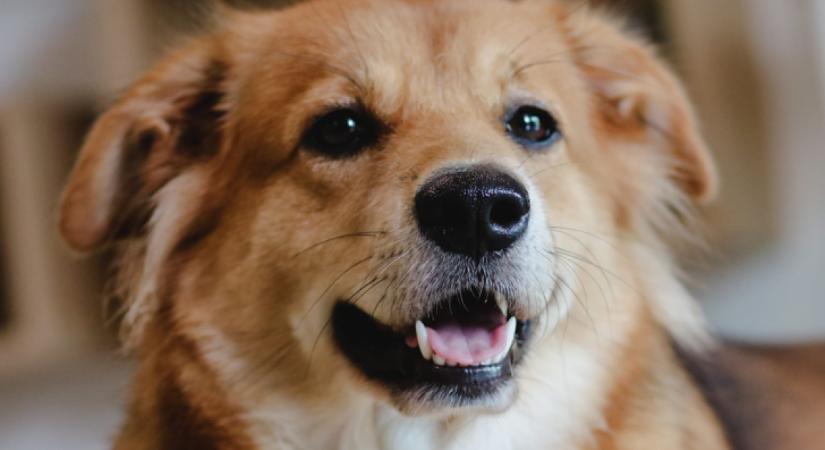 Az állatorvos szerint ez az 5 legjobb gyümölcs a kutyádnak