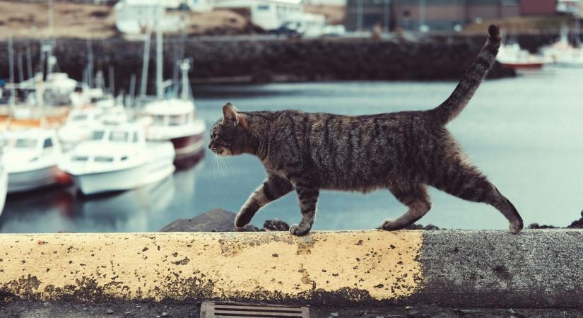 Hogyan esik a macska mindig a talpára?