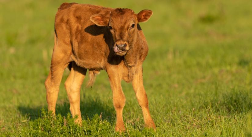 Vallott a magyar gazda: lerántotta a leplet a hazai telepek súlyos bajáról