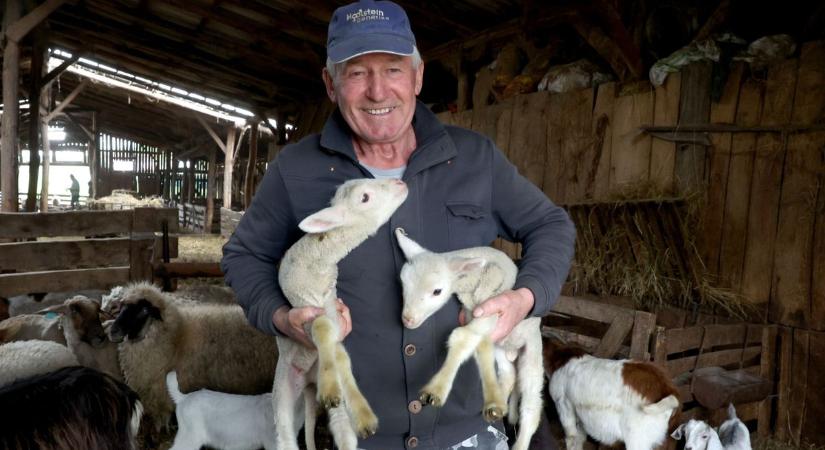 Itt a tavasz, megérkeztek a kisbárányok – eddig több mint húsz bárány született a somogyi birtokon