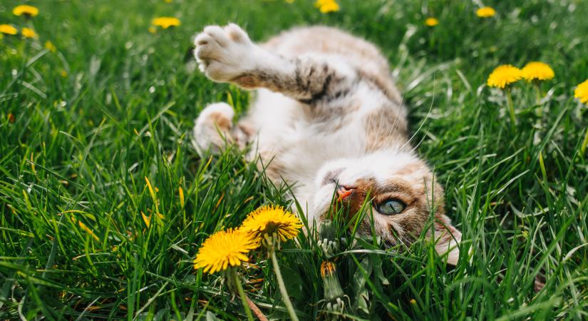 Tavaszi veszélyek a kertben, amit minden macskagazdinak ismernie kell