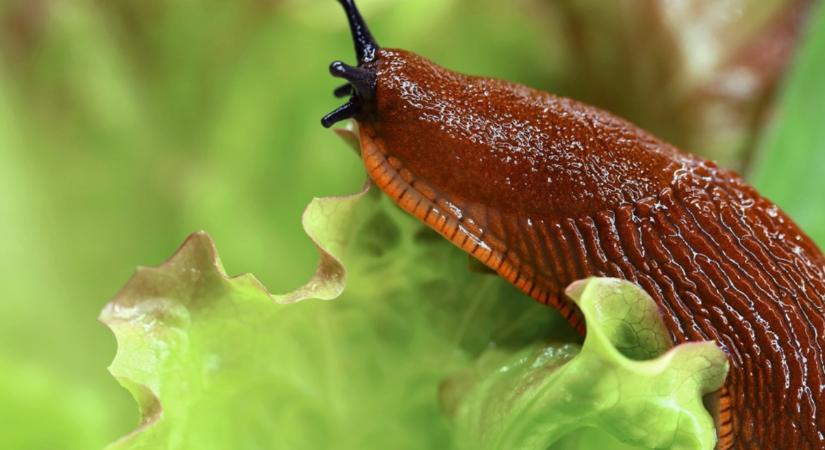Sok a meztelencsiga a kertedben? Így tudsz megszabadulni tőlük!