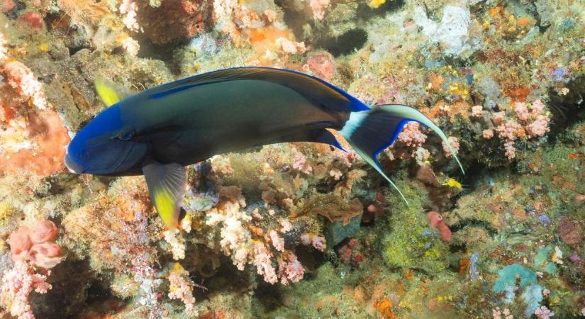 Riadó az Adrián – nyaralókra veszélyes halak tűntek fel