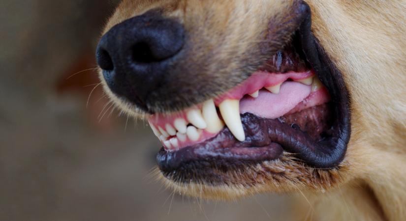 Kutyák uralják az utcákat egy magyar faluban – támadások is történtek