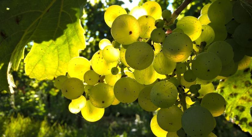 Bezár a Balaton ikonikus borászata