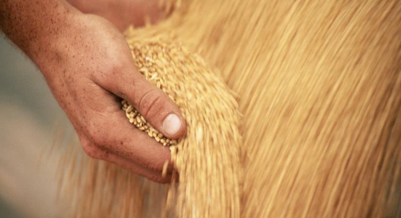 Nem akármi derült ki: kemény, ami Ukrajna búzamezőin történik