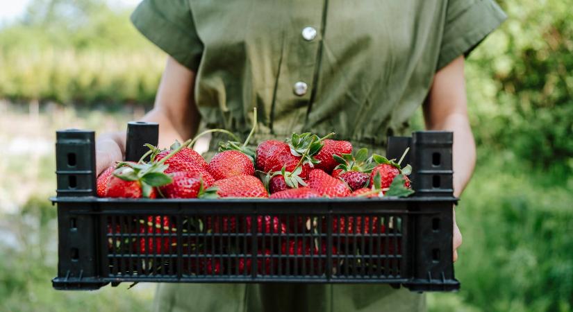 A magyar epernek nincs párja, de egekbe szökött az ára