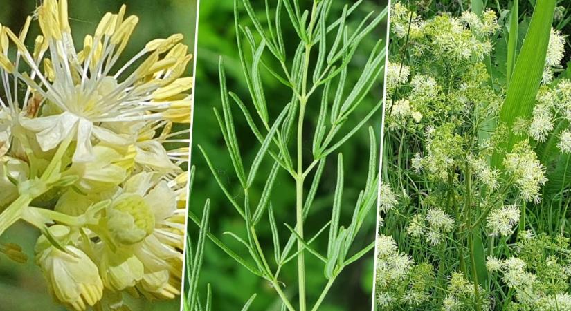 Fényes borkóró, napos patakvölgyek növénye