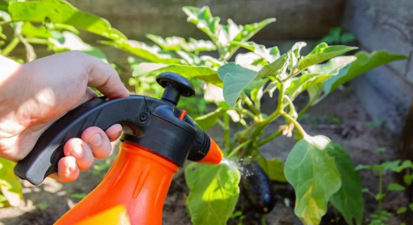 Permetezz tejjel, és meglátod, milyen csoda történik a növényeiddel!