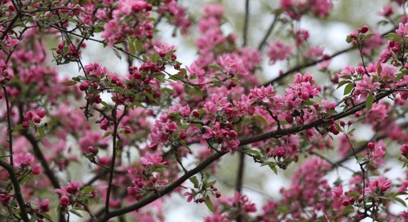 Valami megmozdult a lombok alatt