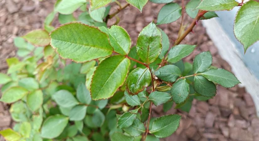 Brutális levéltetű-invázió indult a kertekben, megmutatjuk, hogyan mentsd meg a rózsáid!