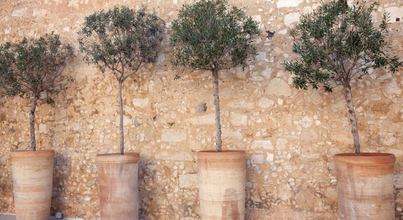 Mediterrán növények a kertben: hogyan teremtsünk biztos helyet számukra?