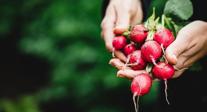 Ha így gondozod, egész évben lehet saját termesztésű, friss retked
