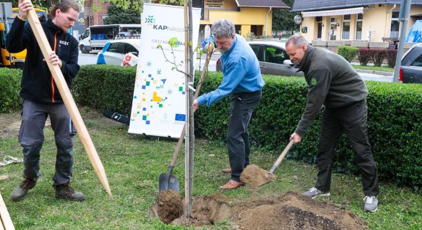 Új fákat ültetnek a városba – Szentgotthárd zöldül!