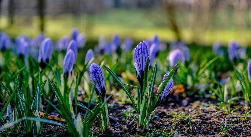 137 éve született Paál Árpád, a magyar növényélettan úttörője
