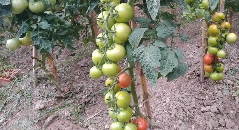 Így előzheted meg, hogy a paradicsom és paprikapalánta ne nőjön túl magasra