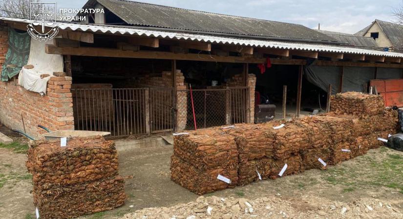 8,3 tonna dohány és 25 hektár ültetvény: illegális hálózatot számoltak fel Nyugat-Ukrajnában