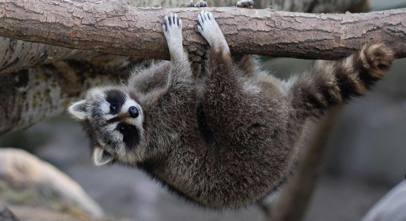 Új sztárok a Szegedi Vadasparkban