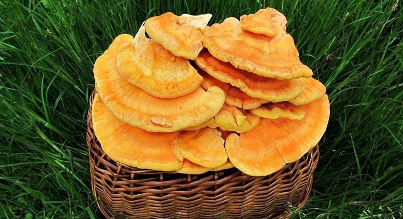 Erdők aranya vagy veszélyes hasonmás? A sárga gévagomba titkai, amelyeket csak kevesen ismernek