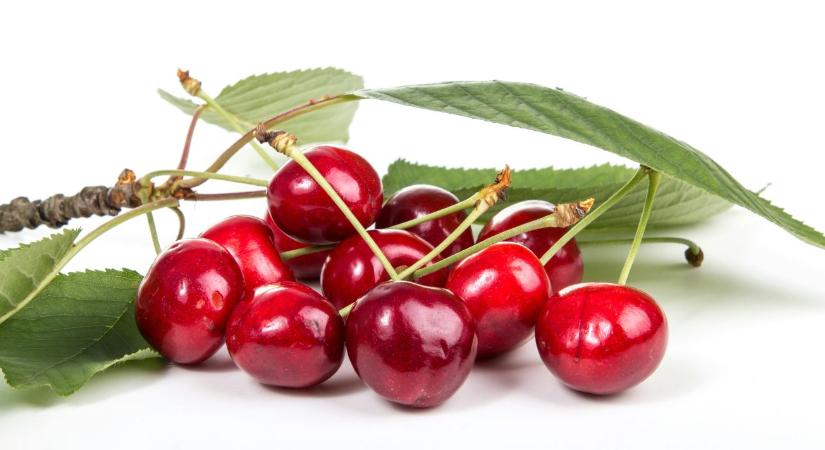 Cseresznyefa metszése: ezt sokan rossz időben végzik el