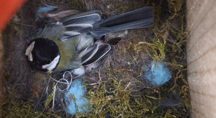 Megszülettek a szúnyogok ellenségei esztergomnál