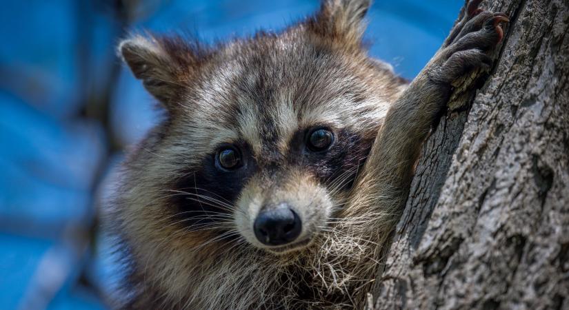 Mosómedvét látott? Nem káprázott a szeme!