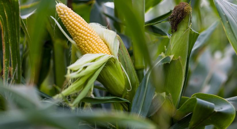 Biológiai válaszok a kukorica stresszhelyzeteire